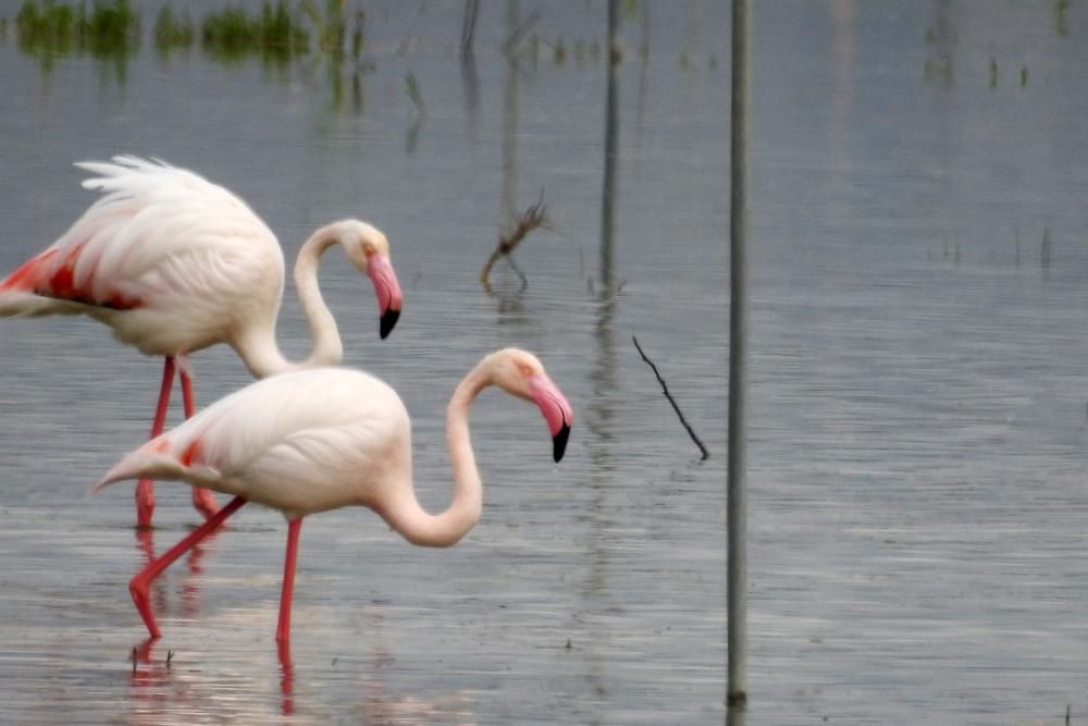 Flamencos y todo tipo de aves en la Laguna de Villena