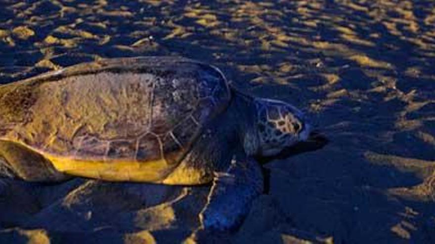 El quelonio en la playa cerca de la desembocadura del río de Santa Eulària.