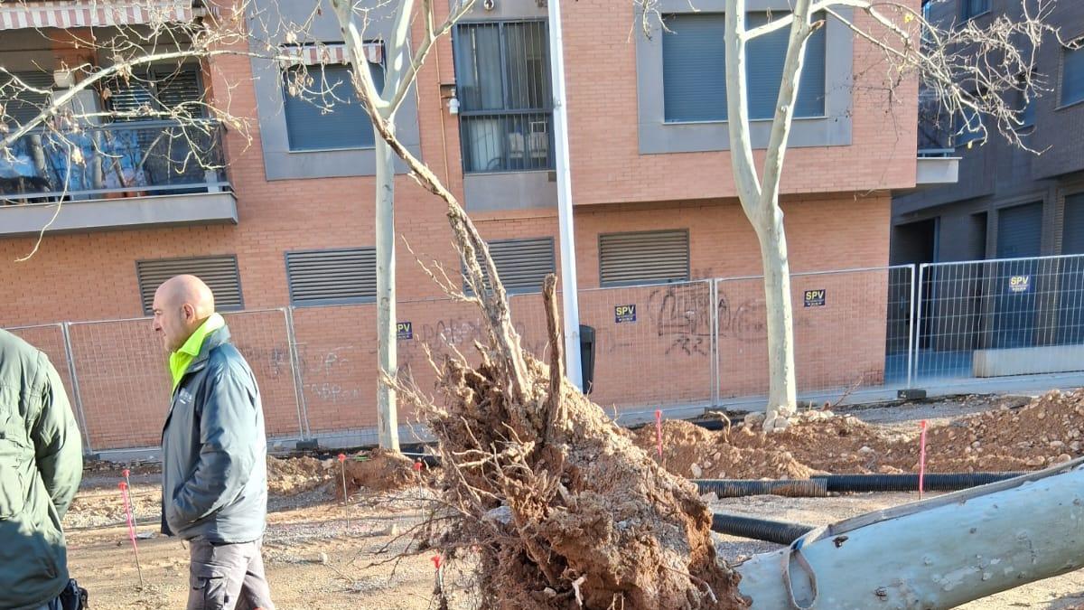 Caída de un árbol en el parque Hort d'Agustí.