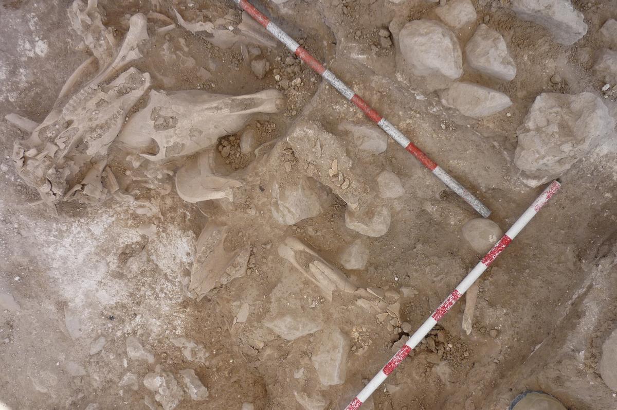 Los restos arqueológicos enviados a València para su análisis.