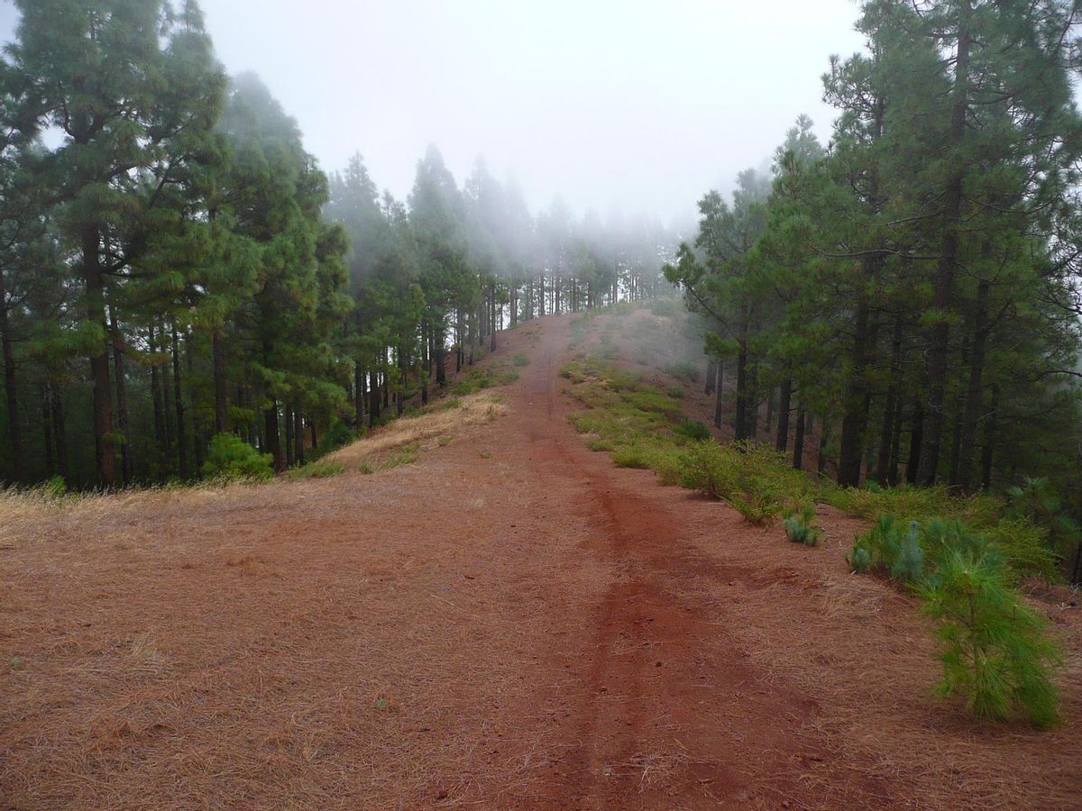 Pistas de la Corona Forestal, por Arafo y Güímar.