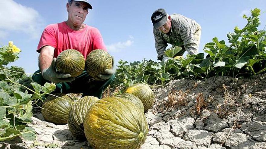 La recolección del melón de Carrizales acaba de dar inicio y las labores se prolongarán en principio hasta finales del próximo mes de septiembre.