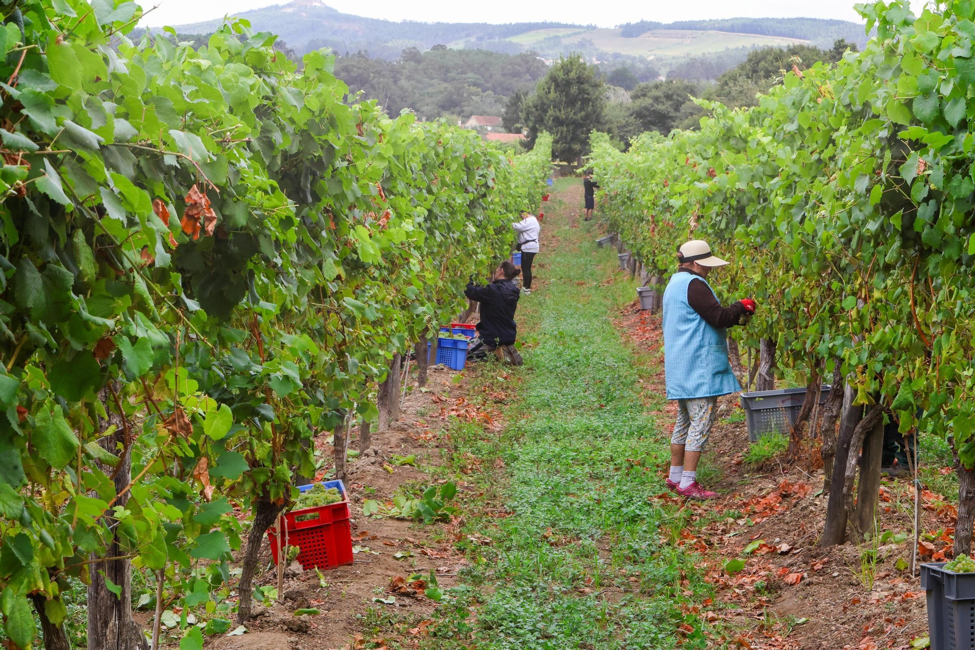 Recolección de uva para el primer espumoso de la bodega arousana Granbazán (O Salnés) en una parcela de Vedra (Ribeira do Ulla).
