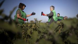 El sector agroalimentari consolida el seu rècord de vendes a l’exterior