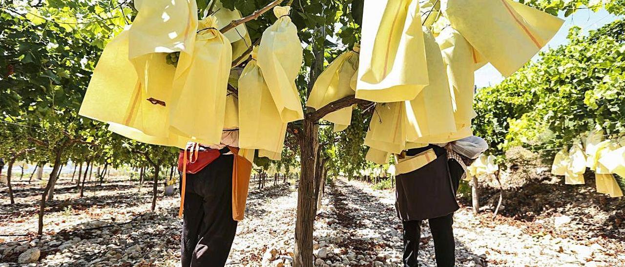 Los jornaleros han comenzado a embolsar las variedades de uva de mesa más tempranas en una campaña que finalizará en agosto. MANUEL R. SALA