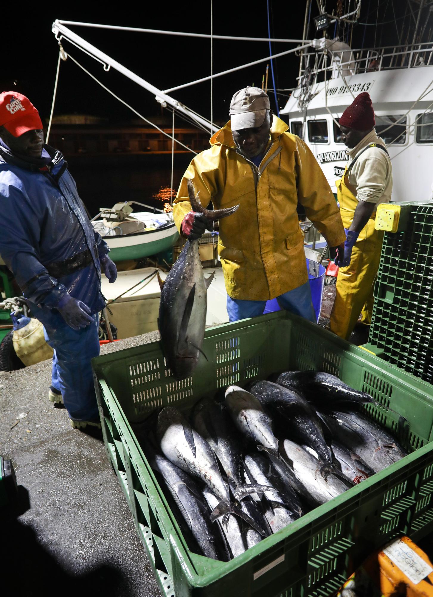 El Musel acoge la mayor descarga de bonito en un solo día de su historia: 119.850 kilos