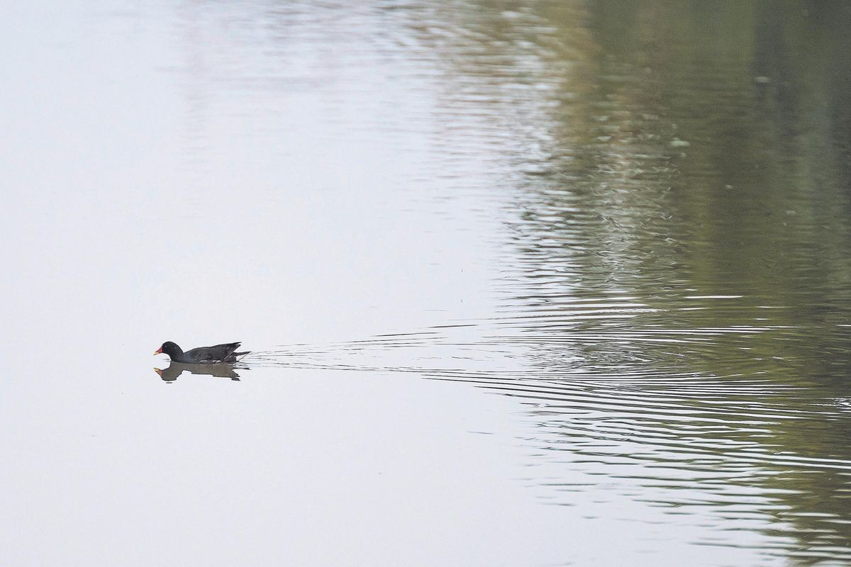 Un ánade en el Canal de la Infanta, un ejemplo de reutilización de agua regenerada para usos agrícolas.