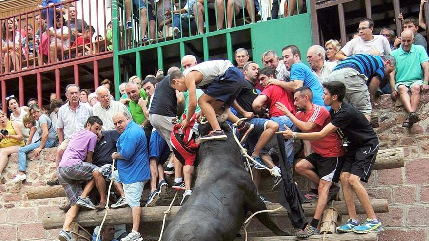 Un toro se encarama al cadafal en Vilafamés.