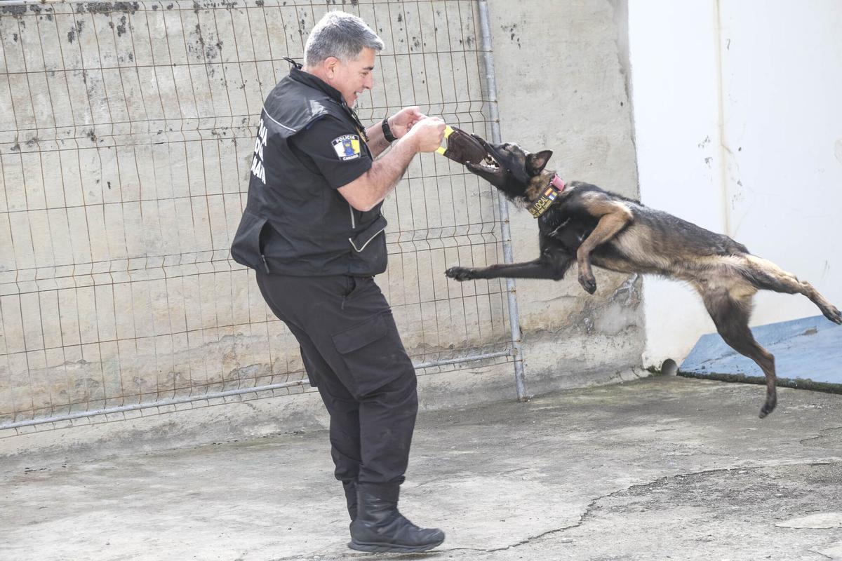 Los perros del Grupo de Guías Caninos (UCAPOL) de la Policía Local de Las Palmas de Gran Canaria, Cujo y Apolo