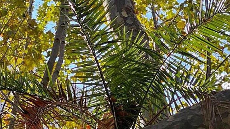 La planta a la plaça de la Palmera.