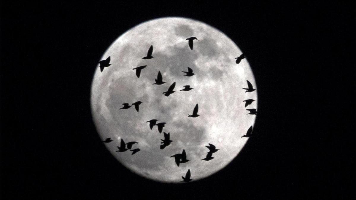 Una bandada de pájaros pasa por delante de una luna llena