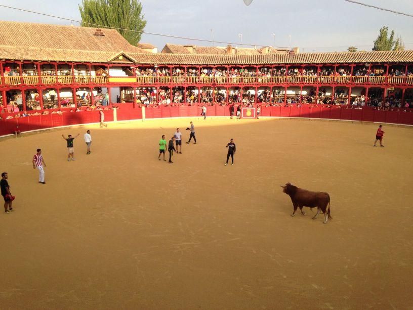 Fiestas Toro: Encierro urbano y suelta de vaquilla