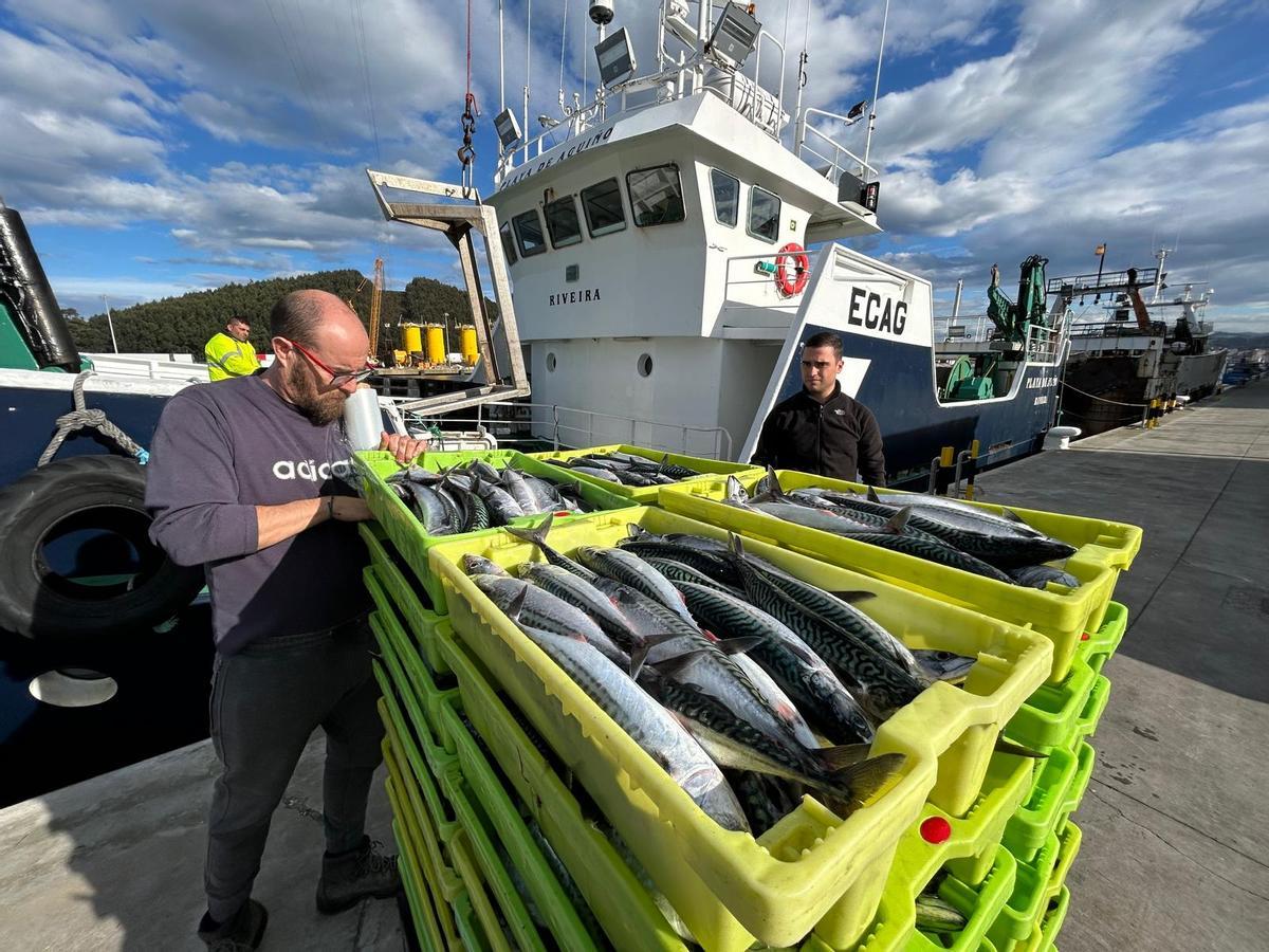 Cajas de xarda, en una imagen de archivo.