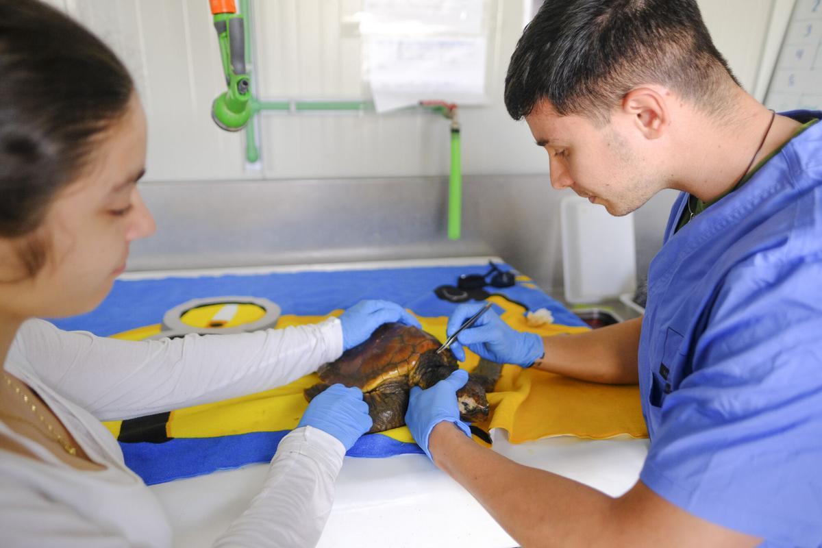 Reportaje centro de recuperación fauna marina de Taliarte, en Telde Reportaje centro de recuperación fauna marina de Taliarte, en Telde