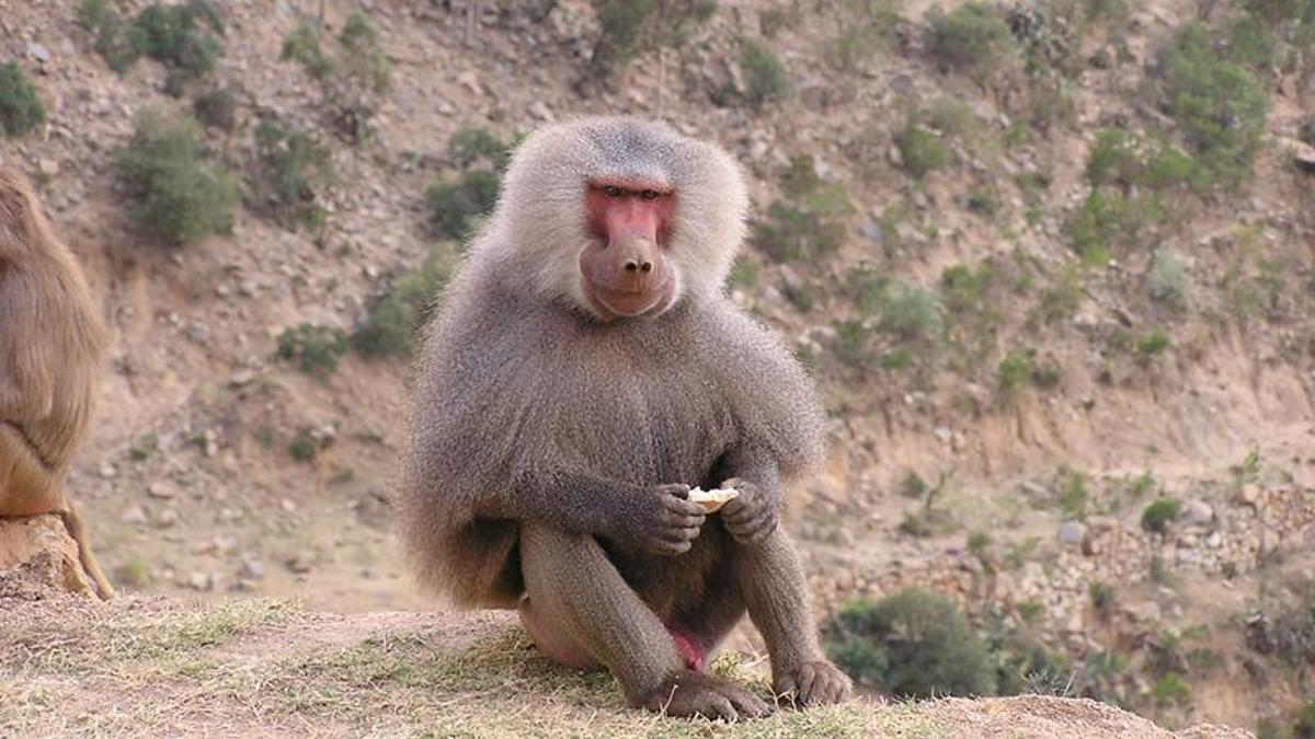 Los humanos nos diferenciamos genéticamente muy poco de los simios.