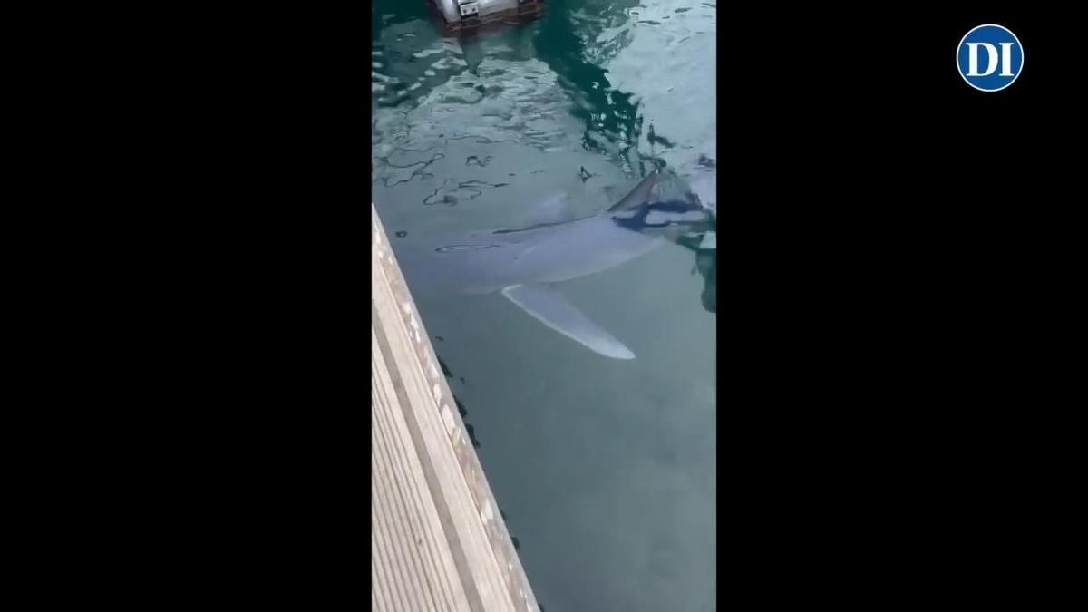 Ein Blauhai schwimmt im Hafen von Ibiza-Stadt