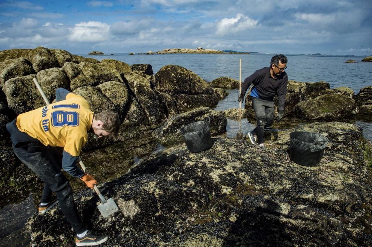Así recolectan mejilla los bateeiros de Arousa