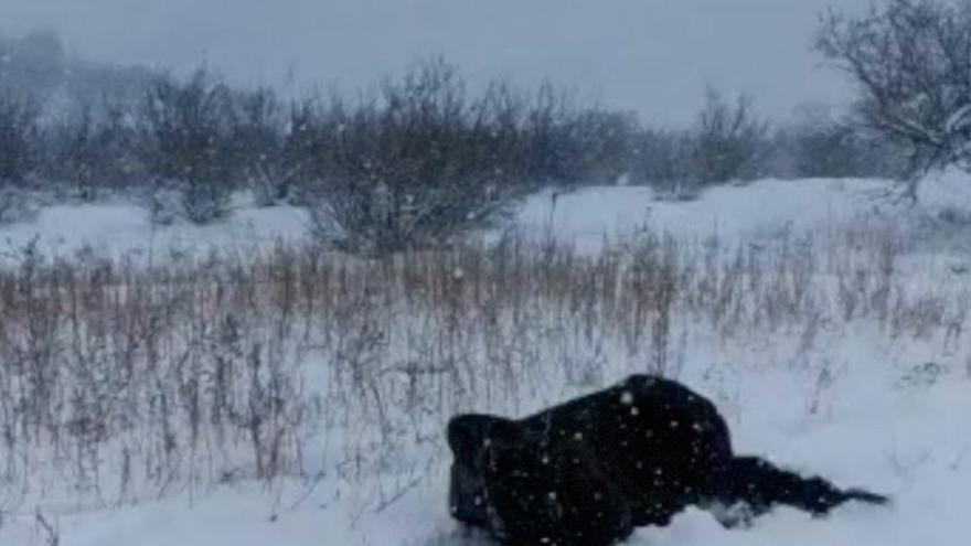 Un caballo se divierte con la nieve en Castellón