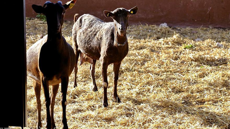 Las explotaciones de ovino, caprino y vacuno podrían percibir menos dinero.