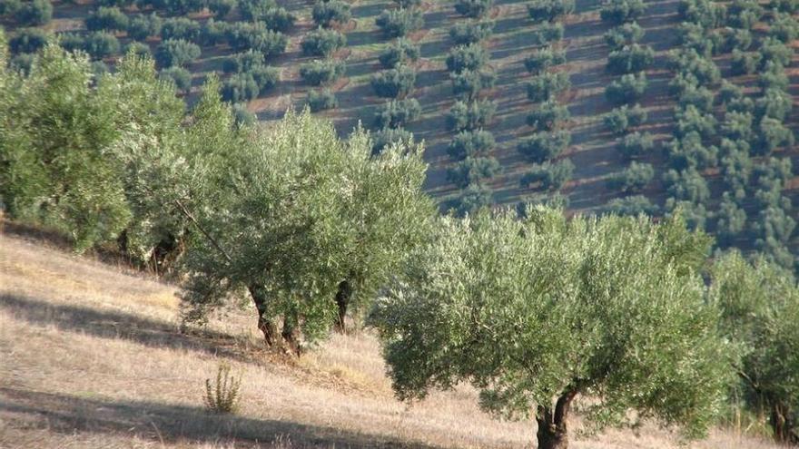 La cosecha de aceite se reducirá en Córdoba un 9% por la sequía y el calor