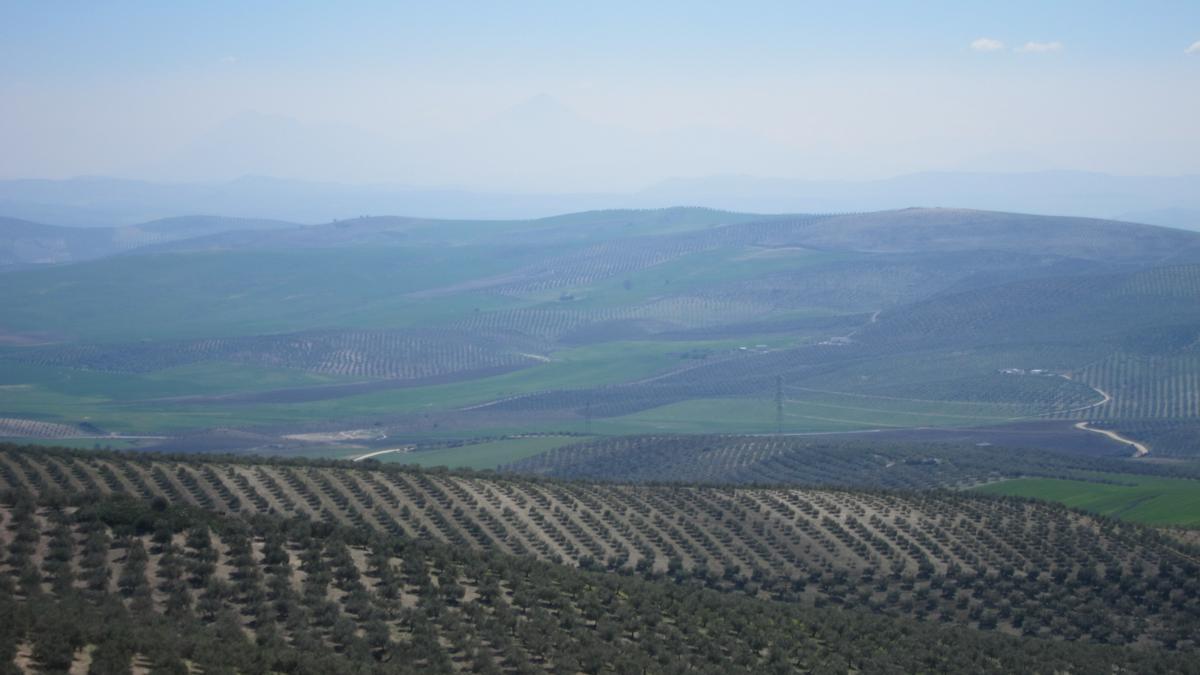 Olivar del campo cordobés.