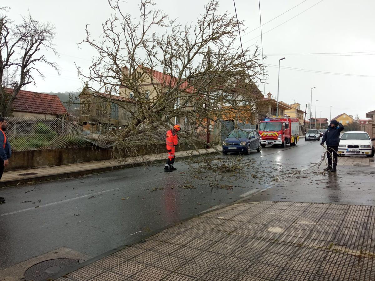 Miembros de Emergencias y Policía de Cangas retiran el árbol caído en Retirosa, en Coiro.