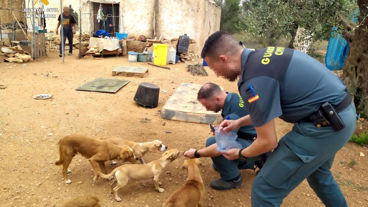 Dos agents dels Guàrdia Civil atenen alguns dels gossos que han intervingut per viure en males condicions en una finca privada de Camarles