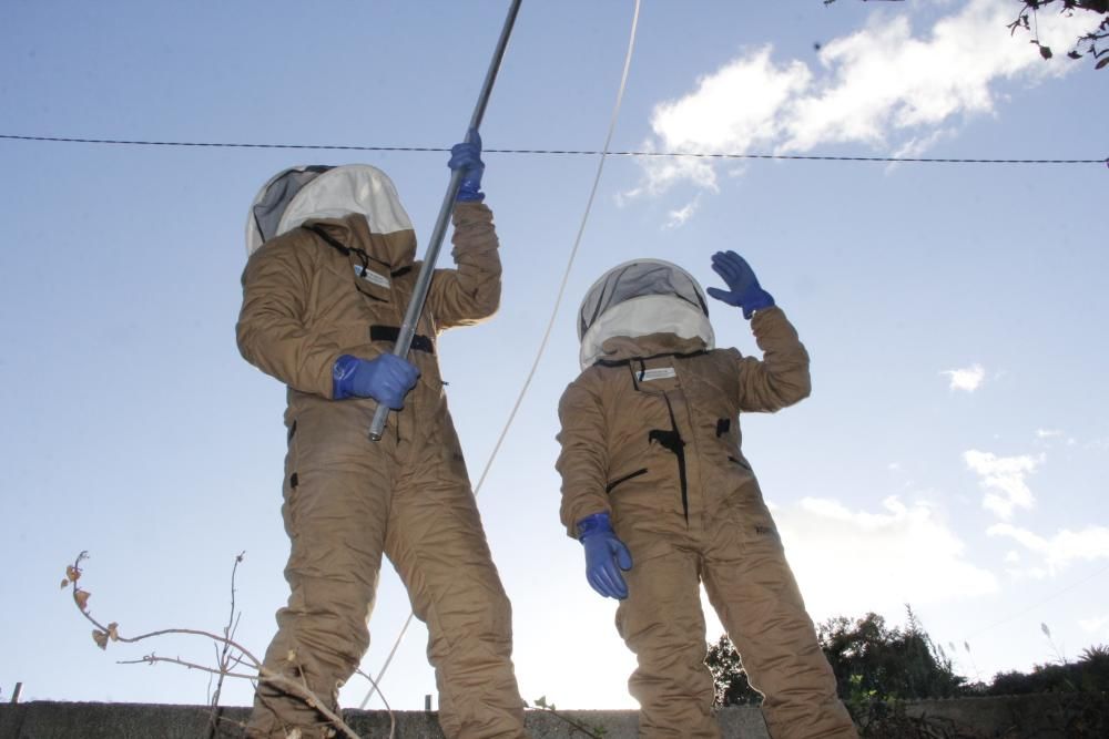 Retiran un nido de avispa asiática en la Finca de