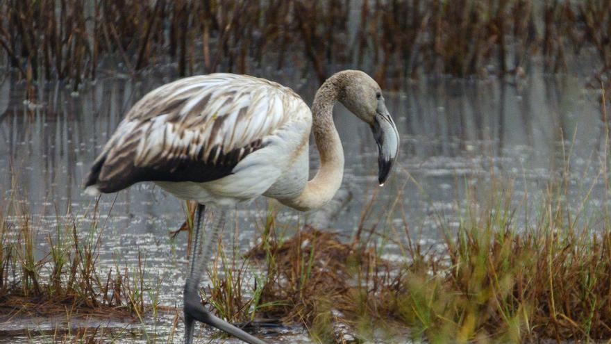 La ría vuela alto: en el estuario de Villaviciosa pueden observarse más de 300 especies de aves