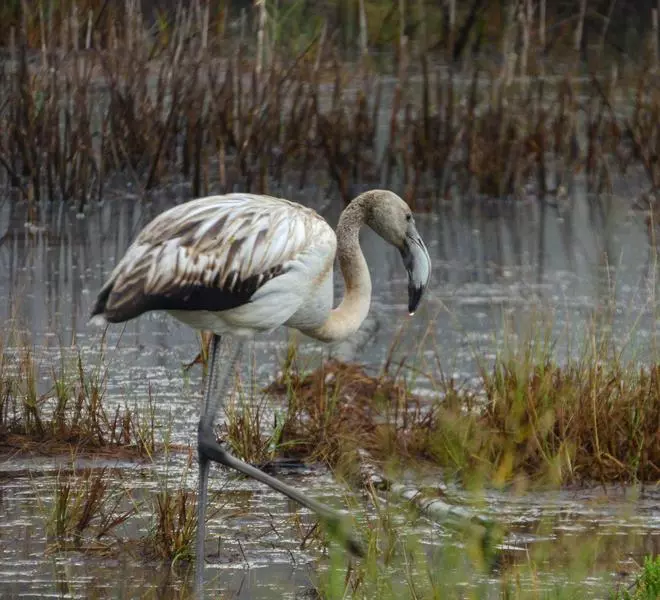 La ría de Villaviciosa, un espacio único en el que observar más de 300 especies de aves
