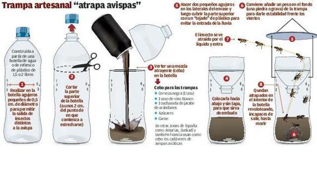 Apicultores creen que "habrá que convivir" con la avispa asiática y alertan a viticultores