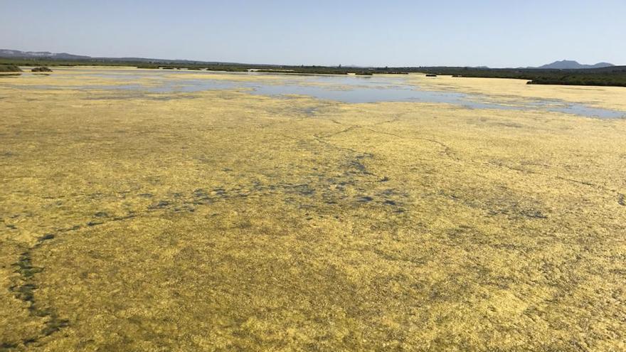 Naturschutzgebiet Es Trenc bekommt Umweltstreife auf dem Wasser