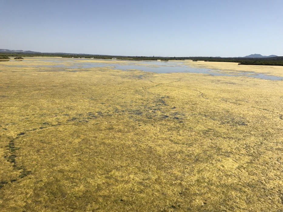 Naturschutzgebiet Es Trenc Mallorca