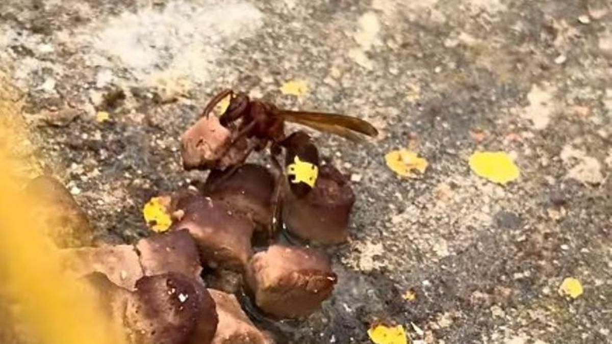 Un avispón oriental cargando con comida para gatos en una colonia felina en Miralbaida.