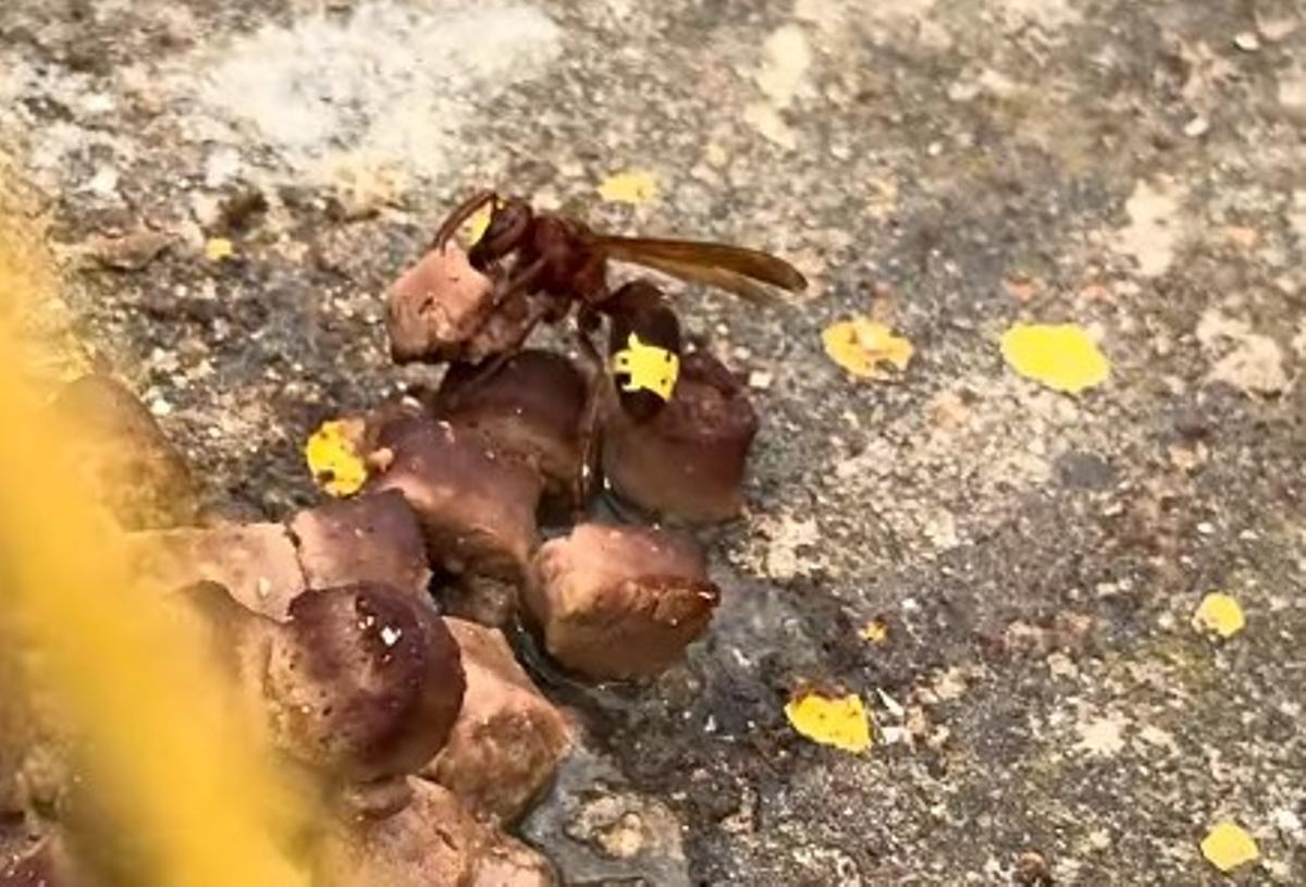 Un avispón oriental cargando con comida para gatos en una colonia felina en Miralbaida.