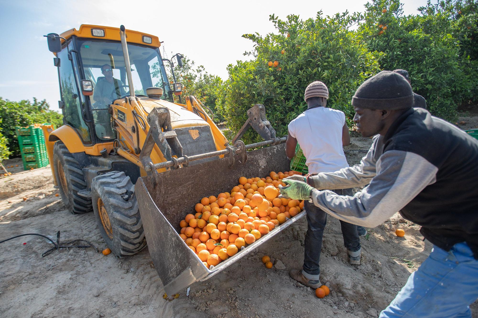 Cinco toneladas de naranjas sin salida se regalarán en la concentración contra el recorte del Tajo-Segura