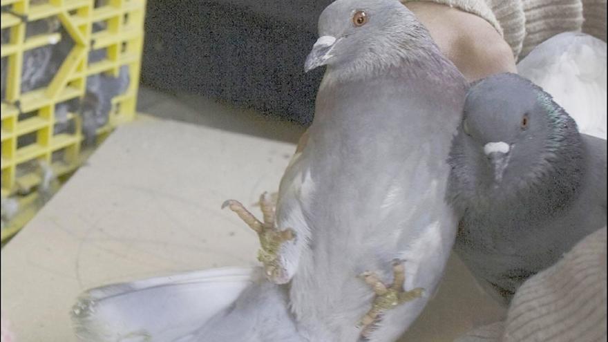 Una de las palomas capturadas para terminar con la numerosa población que afecta a la ciudad