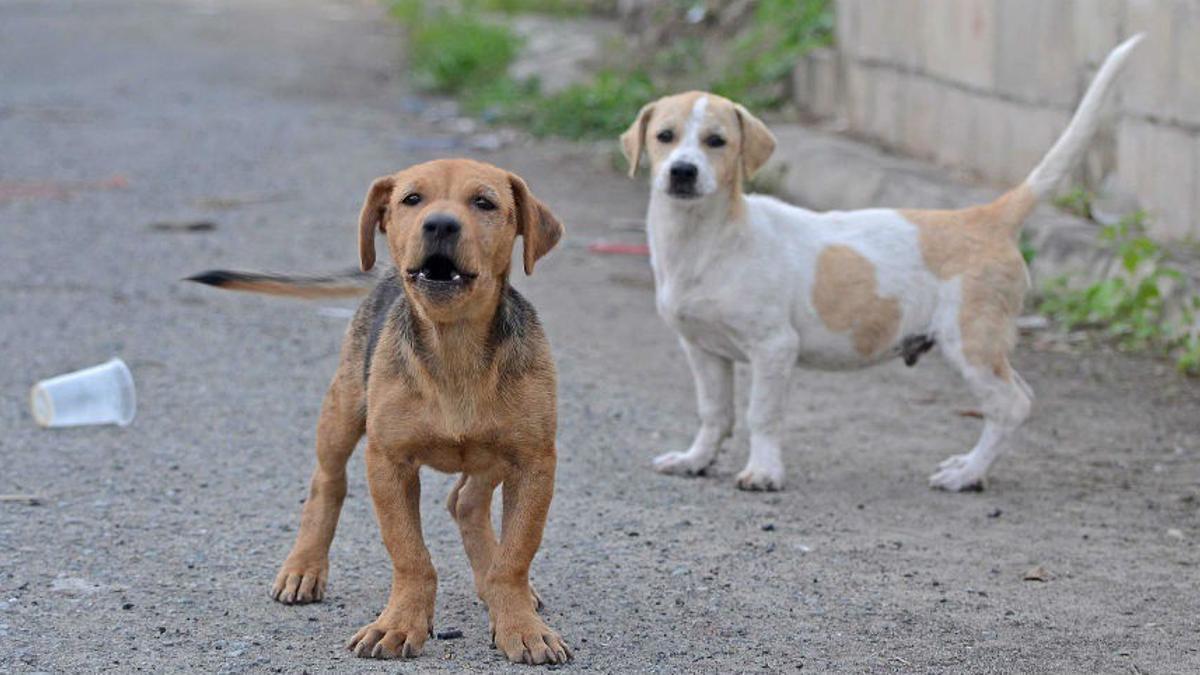 Archivo - Perros callejeros