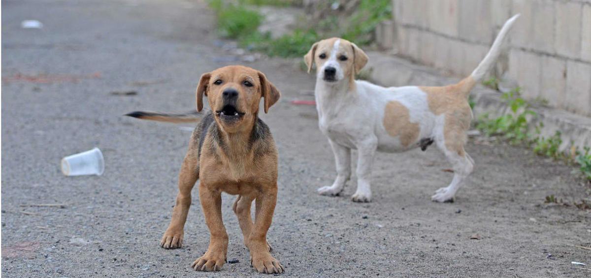 La baixa taxa de vacunació canina situa Espanya en alt risc epidemiològic de ràbia La baixa taxa de vacunació canina situa Espanya en alt risc epidemiològic de ràbia