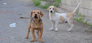 La baixa taxa de vacunació canina situa Espanya en alt risc epidemiològic de ràbia