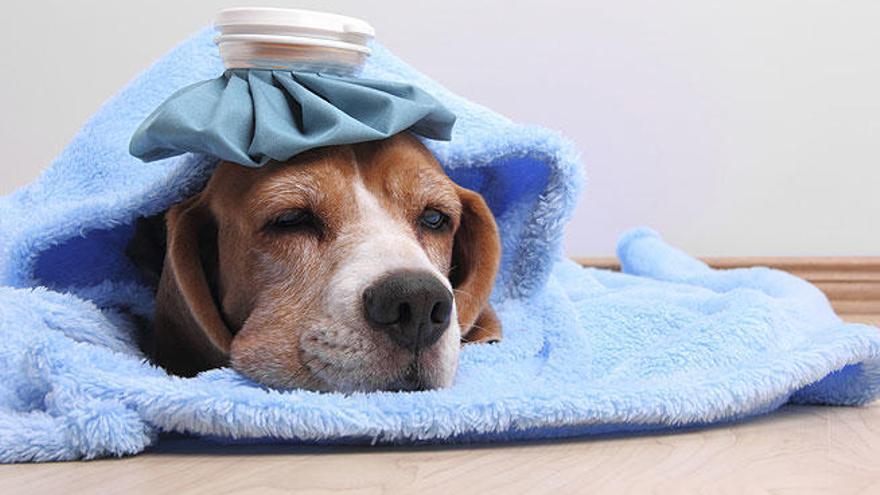 Consejos para tratar el resfriado en los perros