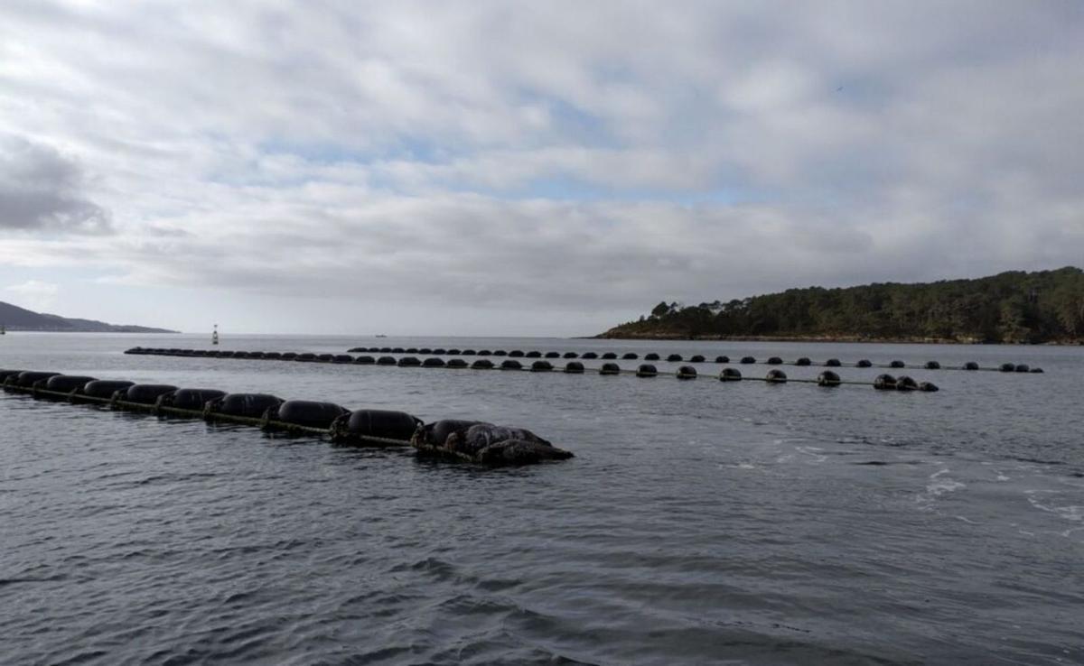 El sistema long-line con el que se experimenta el cultivo de mejilla. |  FdV