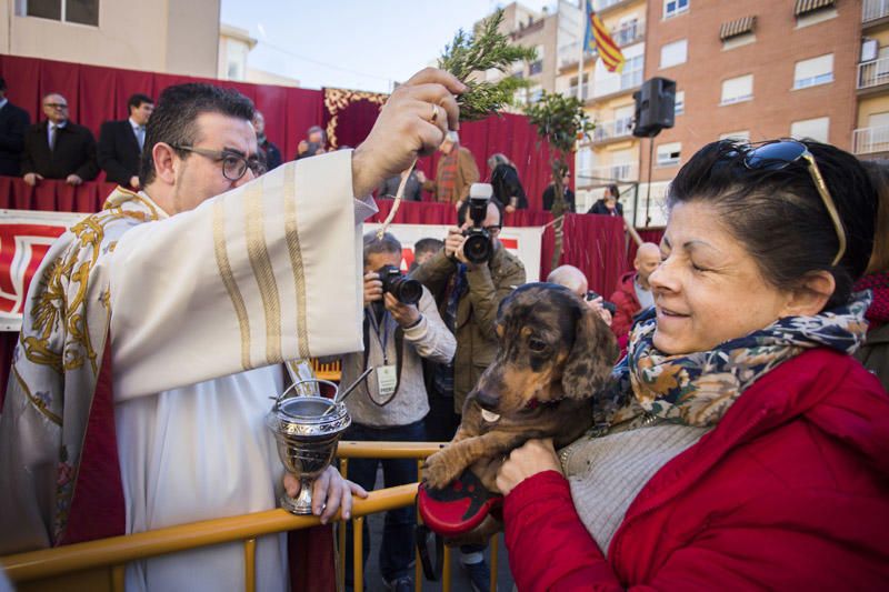 Bendición de animales por Sant Antoni del Porquet