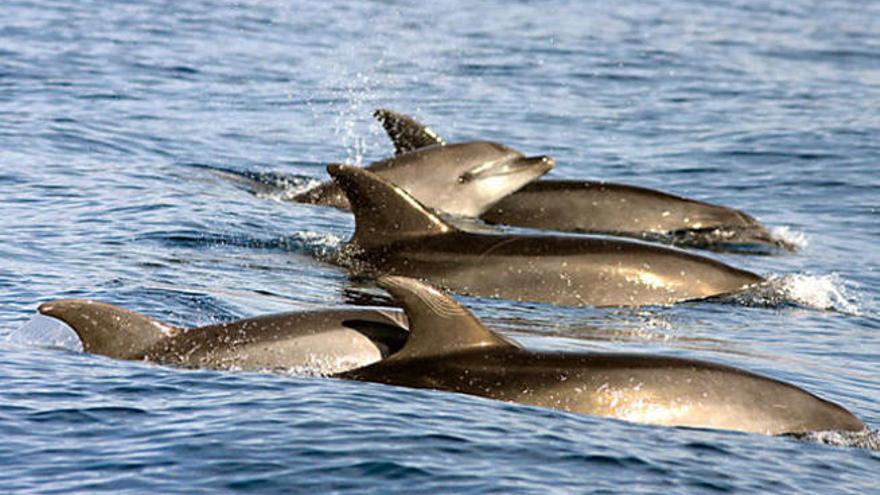 &quot;No aparece fauna dañada por el pesquero ruso porque no se busca&quot;