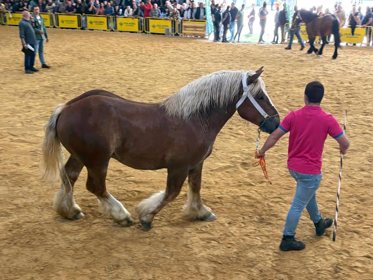 Uno de los participantes en el concurso de la mañana.