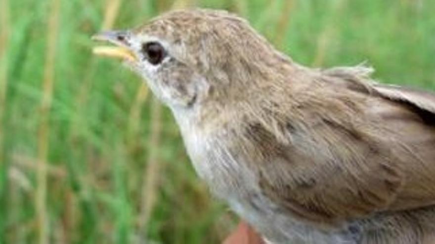 Ornitólogos nepalíes anunciaron el descubrimiento de un nuevo pájaro, que ya ha sido incluido en la lista de animales en peligro en el país, y que eleva a 862 las especies existentes en Nepal. Se trata de una subespecie del ave &quot;rufous-vented prinia&quot; o &quot;prinia burnesii&quot; que se suma a las dos ya identificadas en las vecinas India, Bangladesh y Pakistán. El ave fue hallada por primera vez en abril de 2005 por el director del Comité de Pájaros Raros de Nepal, Suchit Basnet, en la Reserva Silvestre de Koshi Tappu (este de Nepal), y tras un estudio ha sido catalogada como una nueva subespecie por la sociedad de Conservación de Pájaros de Nepal (BCN).