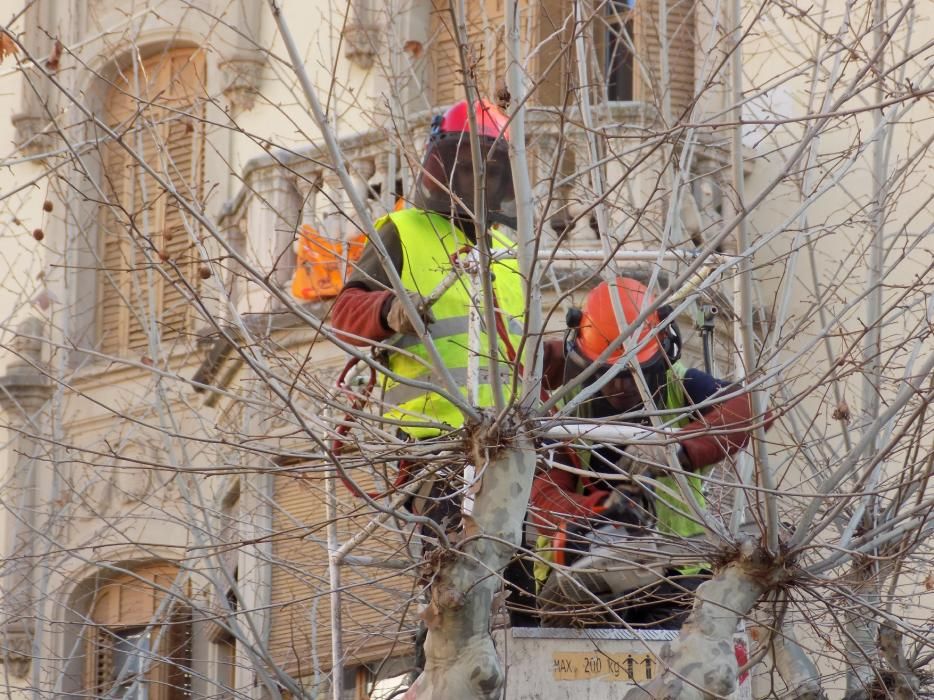 L'Ajuntament canvia 10 plàtans del Passeig