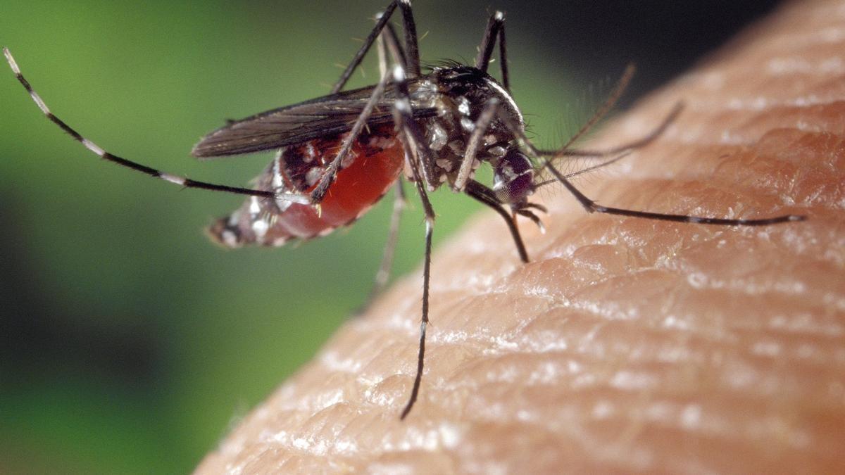 El mosquito tigre está cada vez más extendido en España.