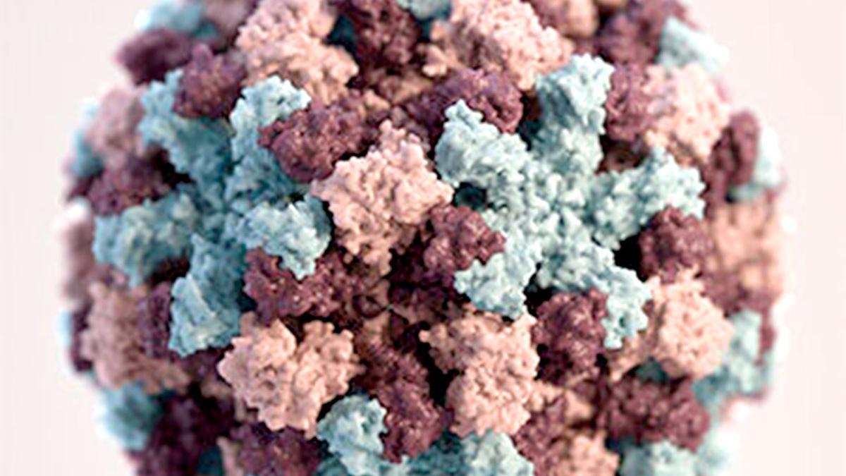 Norovirus.