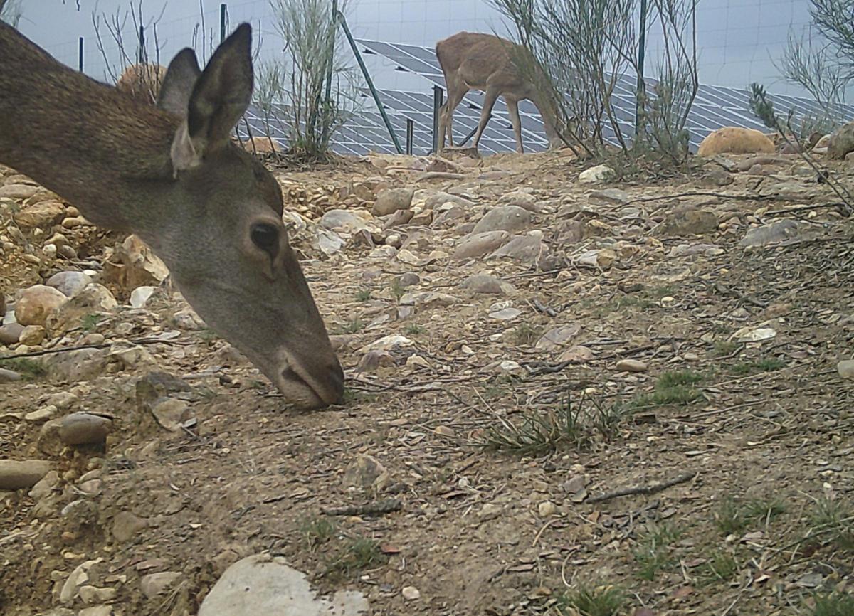 Imágenes de la planta Campo Arañuelo III Tomadas con la técnica de fototrampeo.